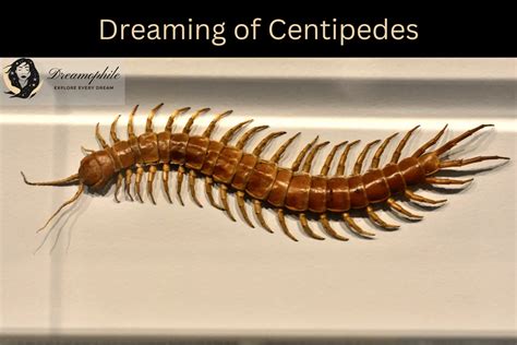 dreaming of centipedes